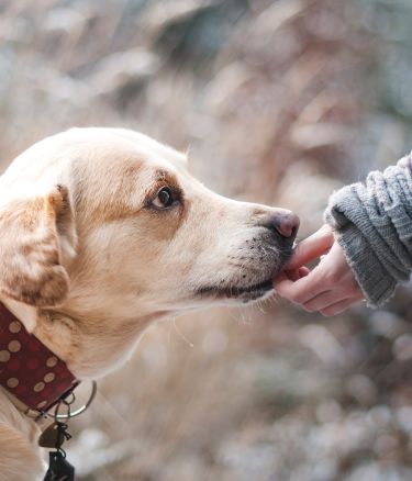 dog walking websites